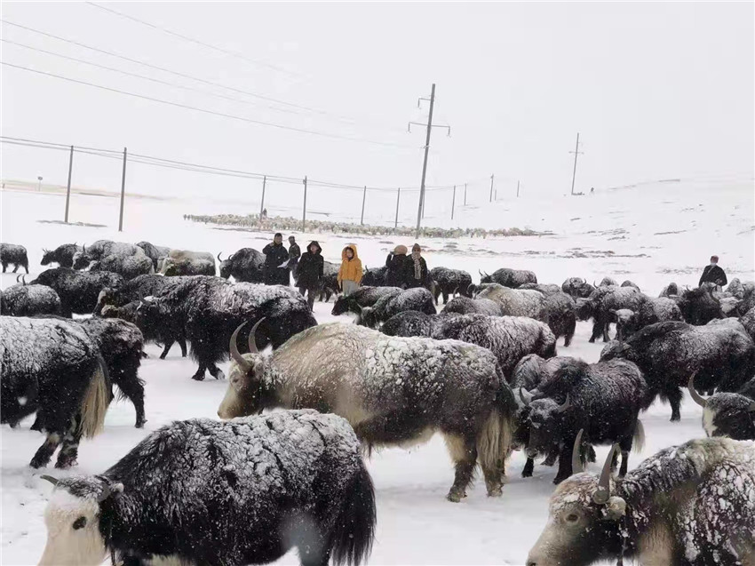 地處“云端之上”生命禁區(qū)“的農(nóng)行石渠支行80后青年益西多吉說”今年疫情流行，大伙冒雪下鄉(xiāng)送金融服務(wù)，新年首日就為農(nóng)戶發(fā)放了3000多萬元，點(diǎn)亮百姓牦牛致富夢，疫情終將過去，筑夢春天，我們協(xié)力點(diǎn)燃牧民發(fā)展信心“.jpg