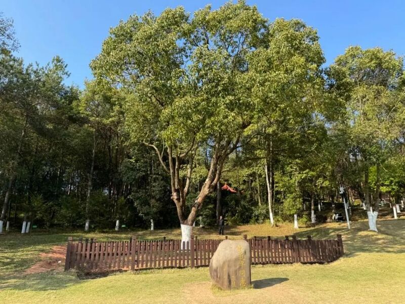 習近平同志為福建省長汀縣水土保持科教園捐種的香樟樹。圖源：學習時報