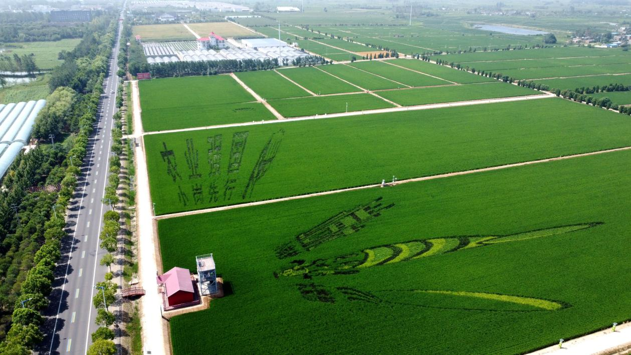 俯瞰小崗村高標準農(nóng)田。鳳陽縣委宣傳部供圖